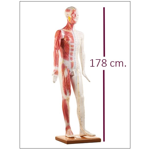 Akupunktur model mand, 178 cm.