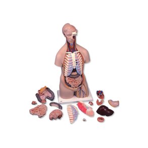 Torso i legemsstrrelse, 16 dele.