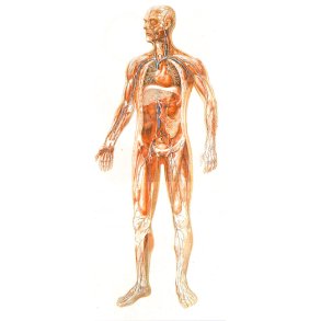 Blodkredslb 84x200 cm