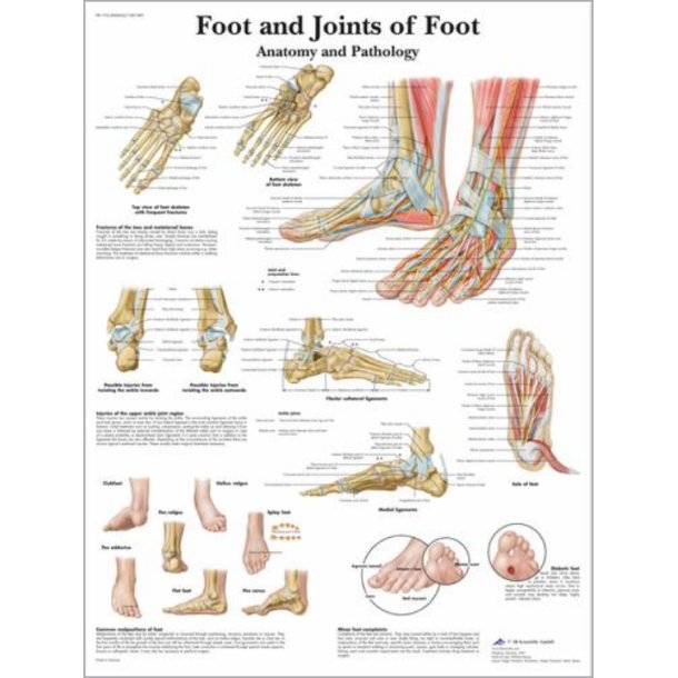 Fodled og fod, anatomi plakat