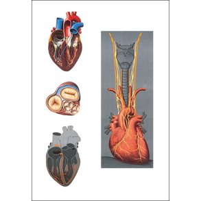 Hjerte II. Planche 84x118 cm.