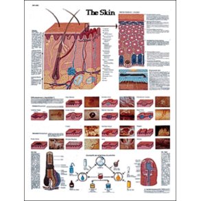 Huden. Anatomisk plakat 50x67 cm.