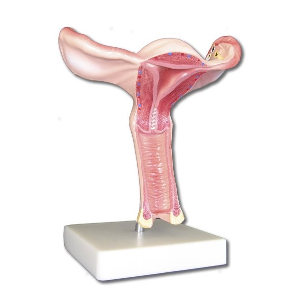 Model af uterus (livmoder) og vagina (skede)