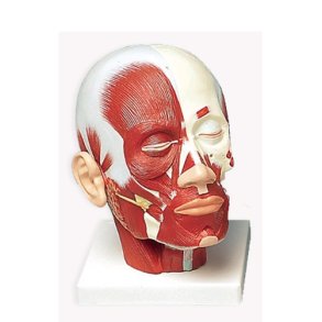 Anatomisk muskelhoved, med hals. Legemsst�rrelse.