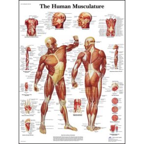 Skeletmuskulatur. Planche 50x67 cm.