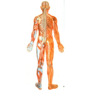 Nervesystem bagfra 84x200 cm.