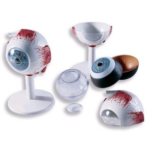 Model af je 3,5xnormal strrelse