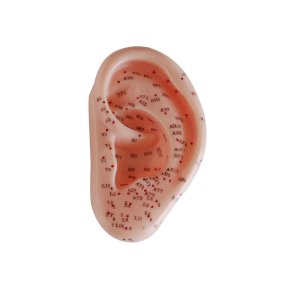 re med akupunkturpunkter, 13 cm.