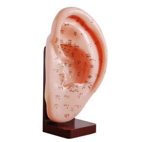 remodel, akupunktur ca. 22cm.