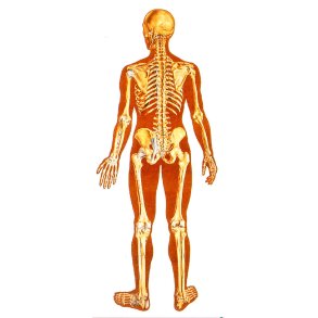 Skelet bagfra 84x200 cm.