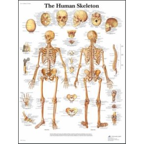 Skelettet. Planche 50x67