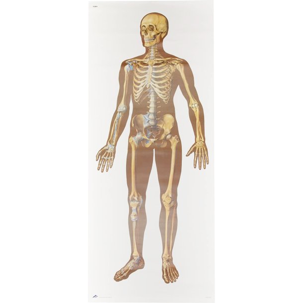 Skelet forfra 84x200 cm.