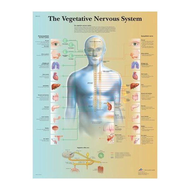 Autonome nervesystem. Anatomisk plakat 50x67 cm.