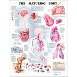 Aldring. Anatomisk plakat 50x67 cm. Lamineret med lister.