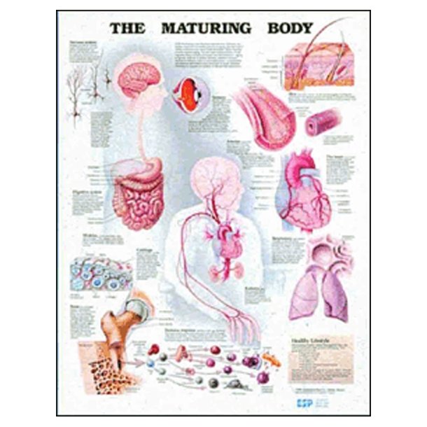 Aldring. Anatomisk plakat 50x67 cm. Lamineret med lister.