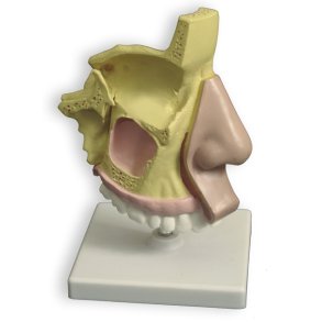 Bihuler/nsehule. Model visende alle bihuler