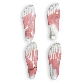 Fodslens 4 muskellag.