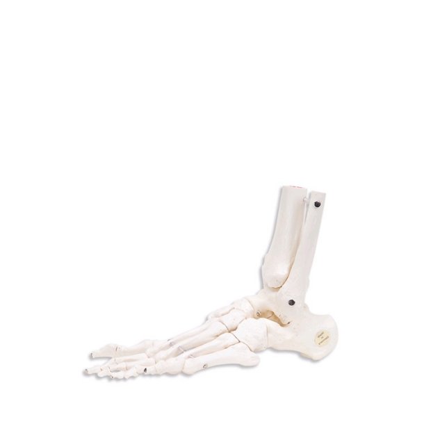 Model af fodens skelet