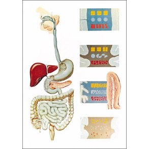 Fordjelsessystemet. Planche 84x118 cm.