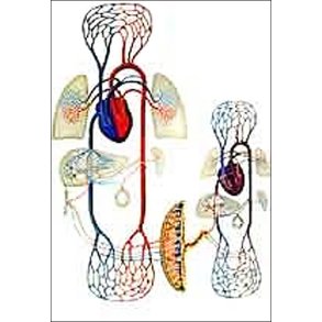 Fosterkredslb. Planche 84x118 cm.