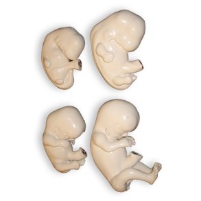 Embryo udvikling. St med 4 udviklingstrin.