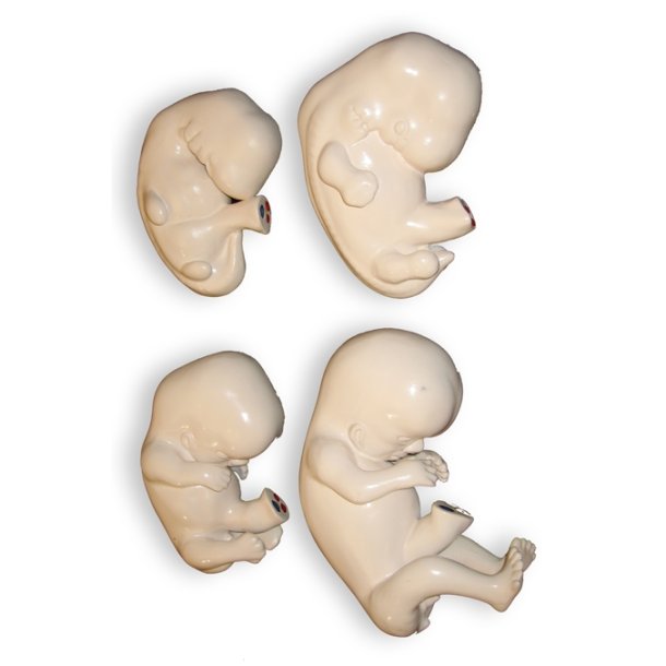 Embryo udvikling. Sæt med 4 udviklingstrin.