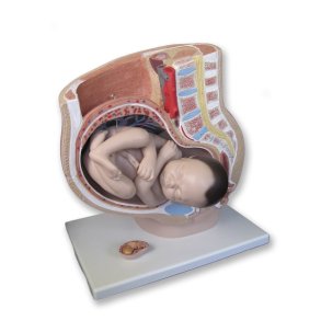 Graviditet og fødsel