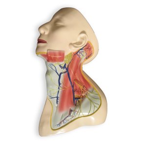 Halsens blodkar, muskler og nerver