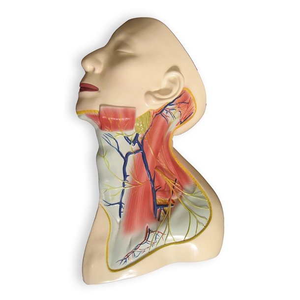 Halsens blodkar, muskler og nerver