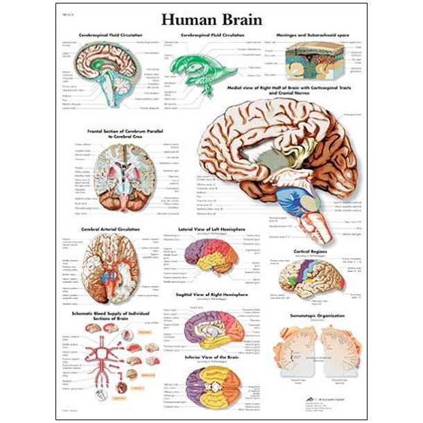 Hjernen. Anatomisk plakat 50x67 cm.