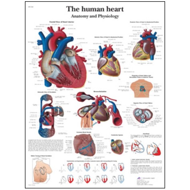 Hjertet. Anatomisk plakat 50x67 cm.