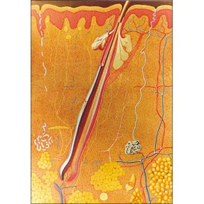 Huden. Planche 84x118 cm.