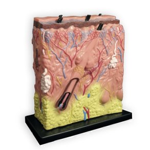 Hud, kønsorg. anatomi