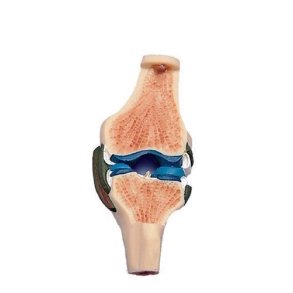 Frontalt snit igennem knled, naturlig strrelse.