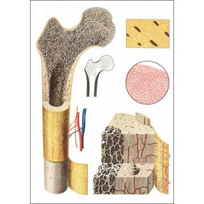 Knoglevv. Planche 84x118 cm.