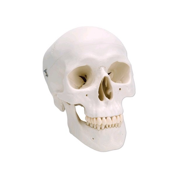 Model af menneskets kranie. 3 dele