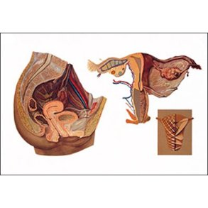 Kvindeligt bkken. Planche 118x84 cm.