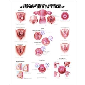 Kvindens knsorganer. Anatomisk plakat 50x67 cm. Lamineret med lister.