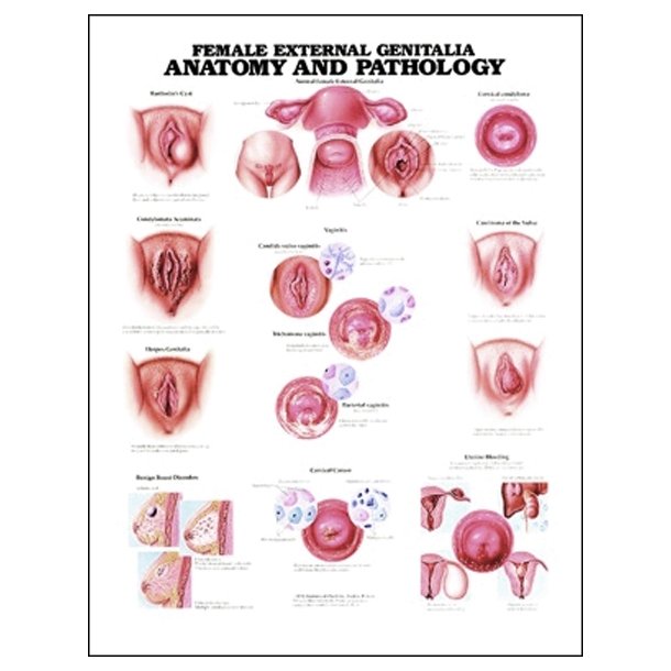 Kvindens kønsorganer. Anatomisk plakat 50x67 cm. Lamineret med lister.