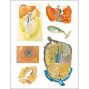 Leveren. Planche 84x118cm