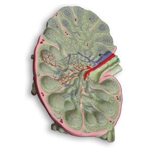 Forsvar og lymfatisk  system