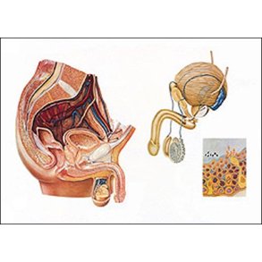 Mandligt bkken. Planche 118x84 cm.