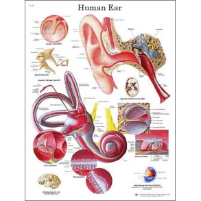 ret. Anatomisk plakat 50x67 cm.