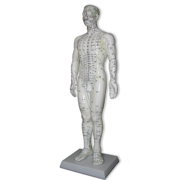Akupunktur model mand, ca. 50 cm.