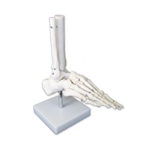 Model af fodens skelet p stativ