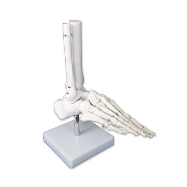 Model af fodens skelet på stativ
