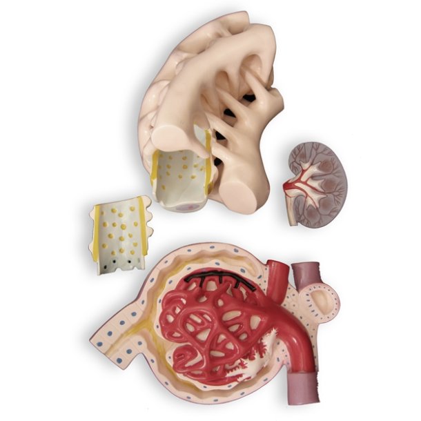 Model af nyre, nefron og tubuli