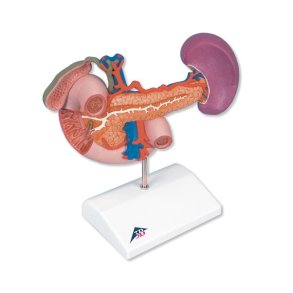 Model af bugspytkirtlen med tilst�dende organer.