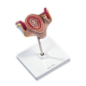 Livmoder med foster, 4 uger gammelt