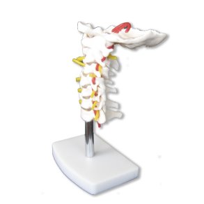 Halshvirvelsjle med nakkeben, kar og nerver